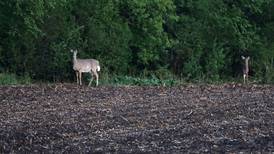 Lee, Whiteside county hunters harvest more deer this year 