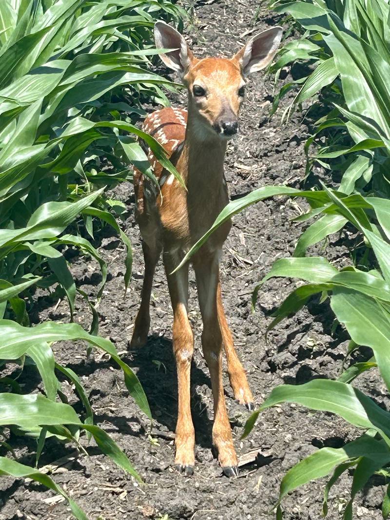 Bill Gray of Tonica took a photo of this fawn in a field. Gray is one of La Salle County Farm Bureau's crop watchers.