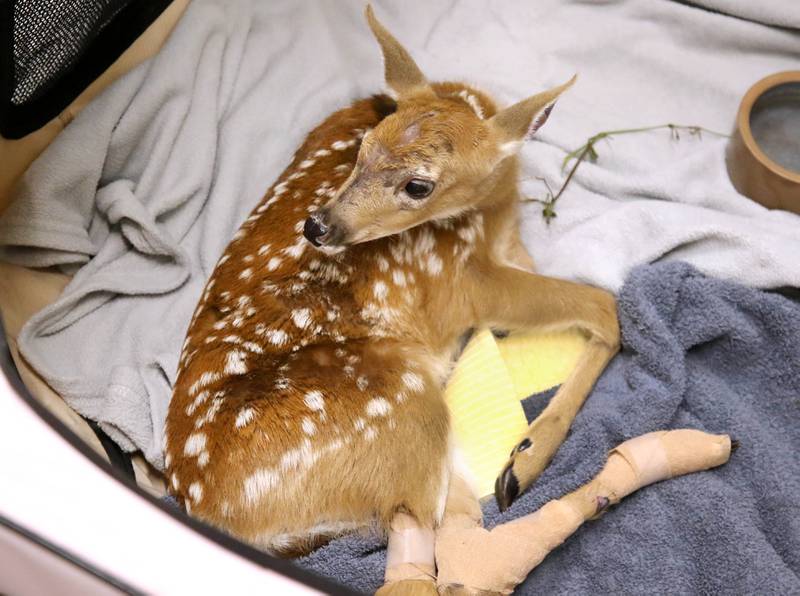 A white-tailed deer fawn receives care Tuesday, June 18, 2024, at Oaken Acres Wildlife Center in Sycamore. The facility is celebrating its 40th anniversary this year.