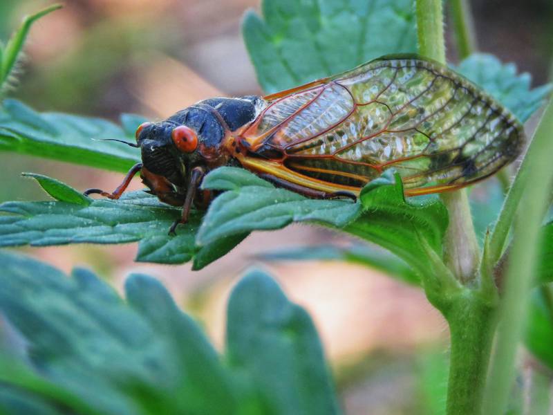 The Forest Preserve District of Will County will host Four Rivers Story Trail – “Cicada Symphony” From 8 a.m. to sunset Thursday, May 23, at Four Rivers Environmental Education Center in Channahon.