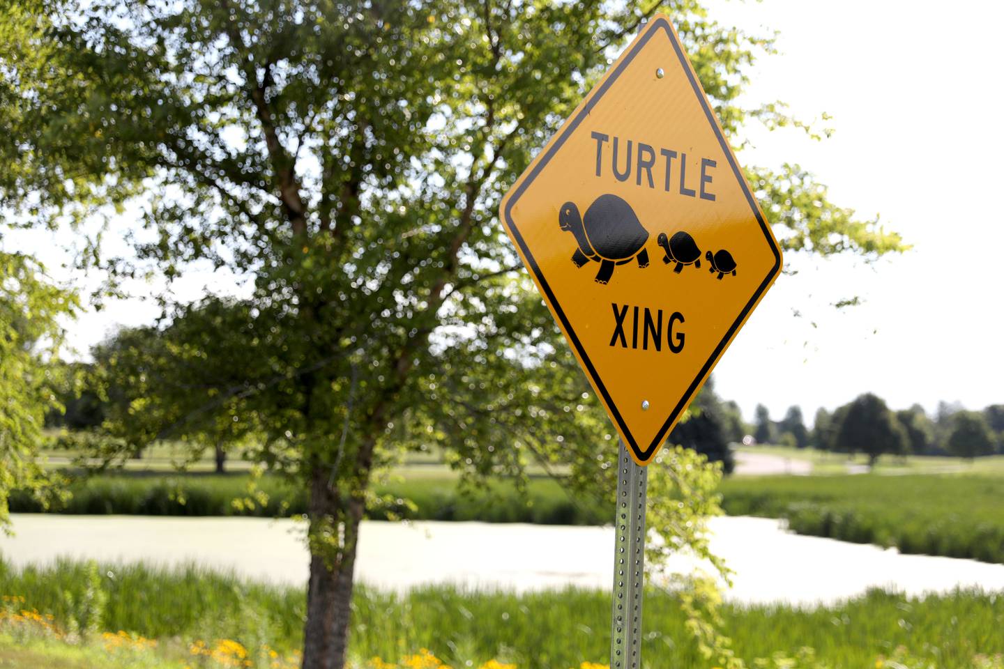 Turtle Crossing signs were installed in a Lily Lake community on Monday, July 8, 2024 after neighborhood families came together to fund the project in an effort to protect their neighborhood turtles from vehicle traffic.