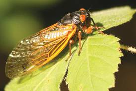 Fabyan Forest Preserve in Batavia to host ‘The Cicadas are Coming’