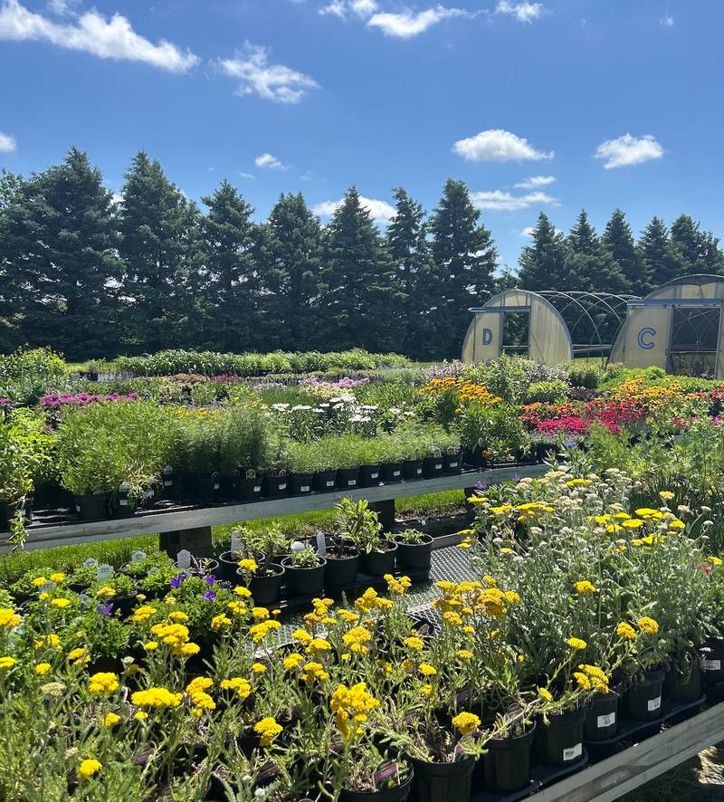 Countryside Flower Shop - Elburn - Plant Perennials Once to Enjoy for Multiple Years