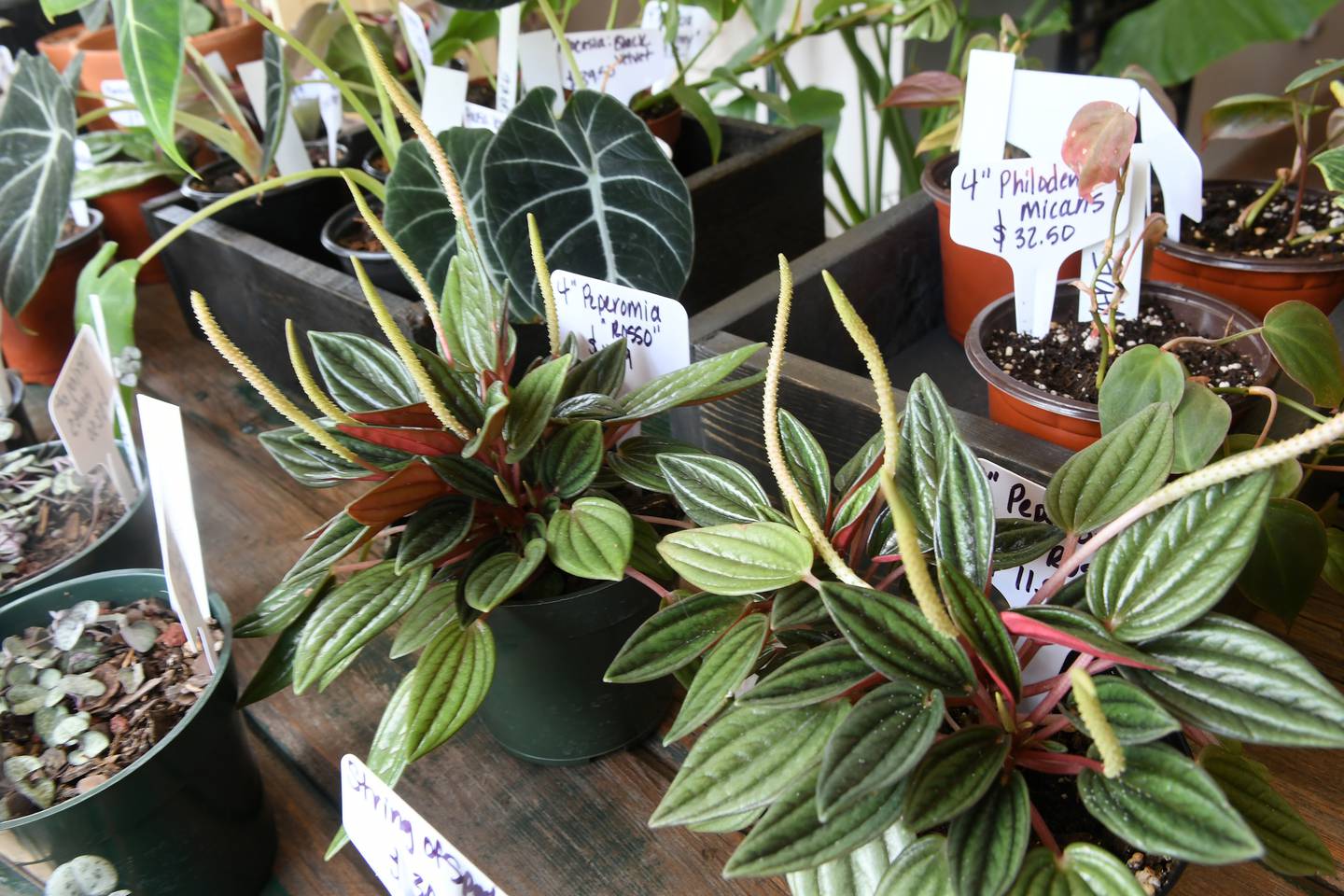 Grungy Roots in Grand Detour offers a wide variety of plants.