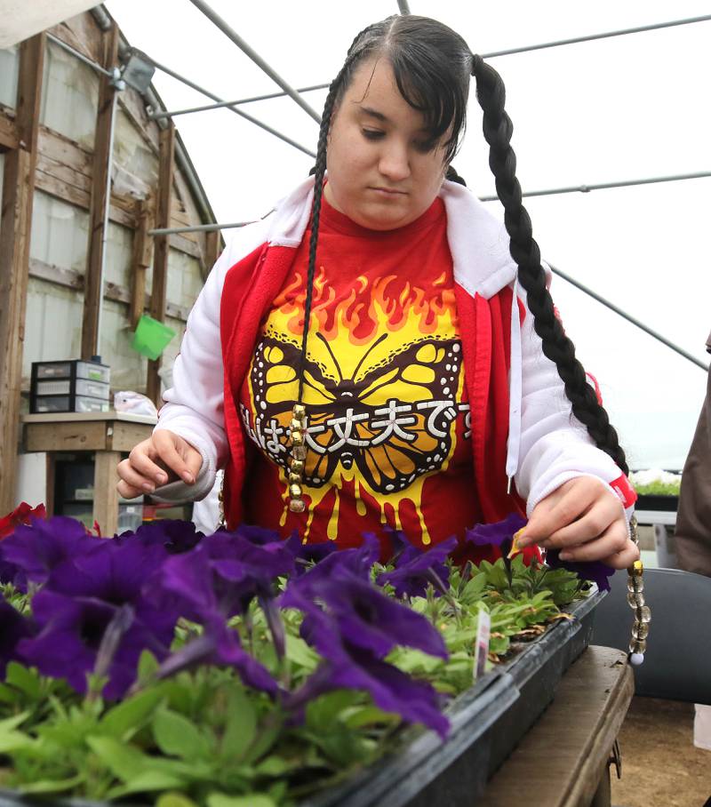 DeKalb School District 428 Transition Program student Angel Cochran removes dead flower heads from plants Thursday, May 9, 2024, as part of the classes work for the day at Walnut Grove Vocational Farm in Kirkland. The Transition Program is dedicated to serving students with intellectual and developmental disabilities ages 18 to 22.