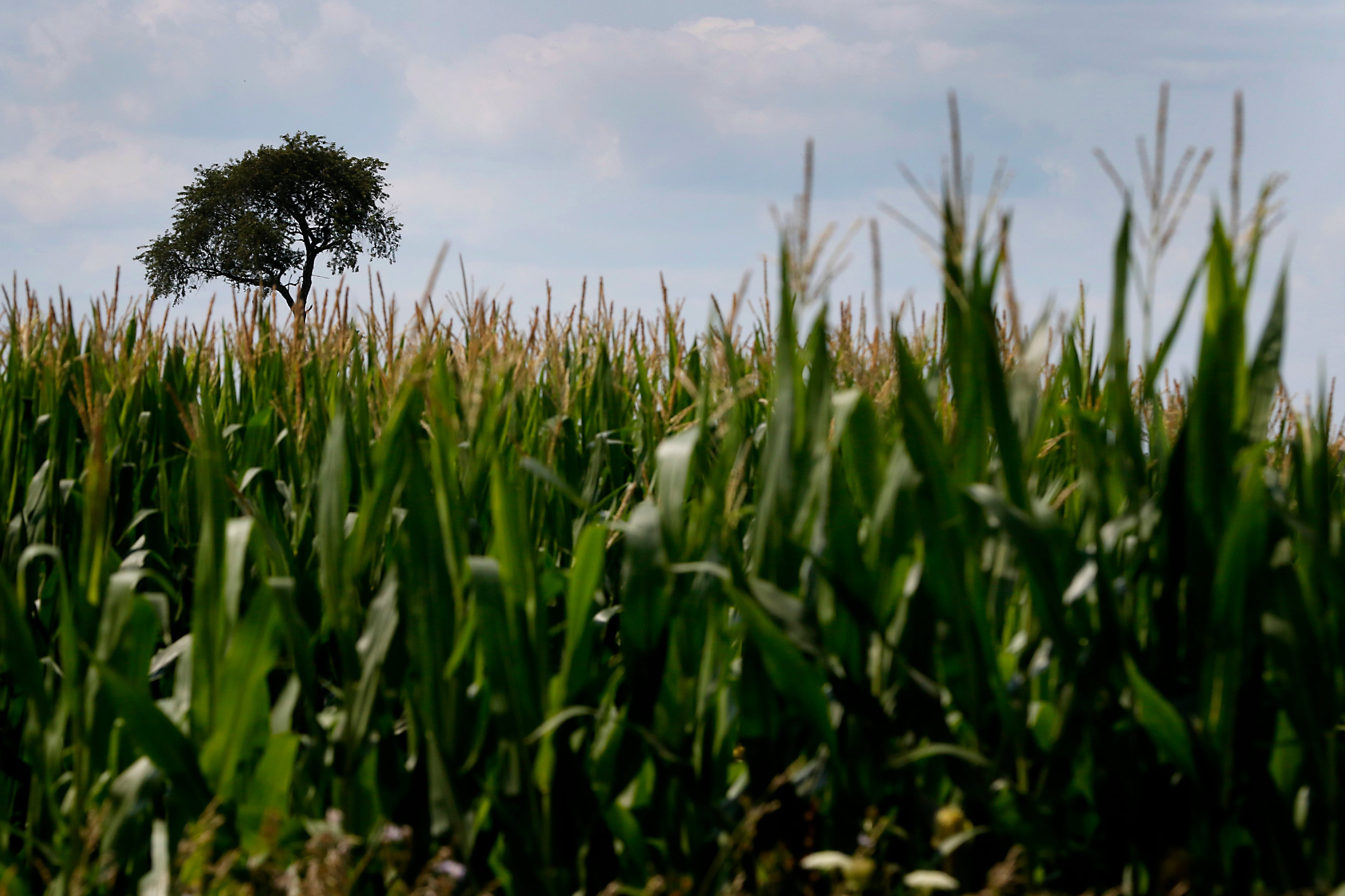 Crop price projections increasingly pessimistic