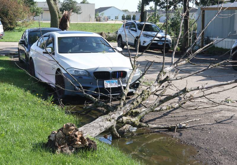 A blown over tree narrowly missed a BMW Monday, July 15, 2024, Near South Somonauk Road in Cortland. High Winds and heavy storms hit DeKalb County overnight causing downed trees and power outages in the area.