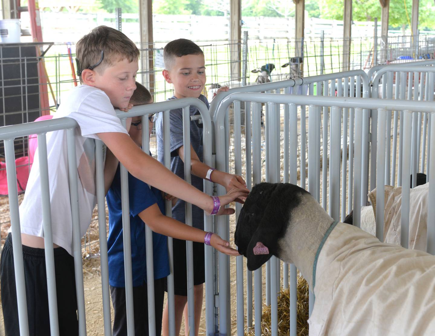 Henry Hoffman, 19 of Mt. Morris, pets a sheep at the Ogle County 4-H Fair with his friends Warren, 10 and Wallace Meiners, 6,  of Oregon on Friday, Aug. 4, 2023.