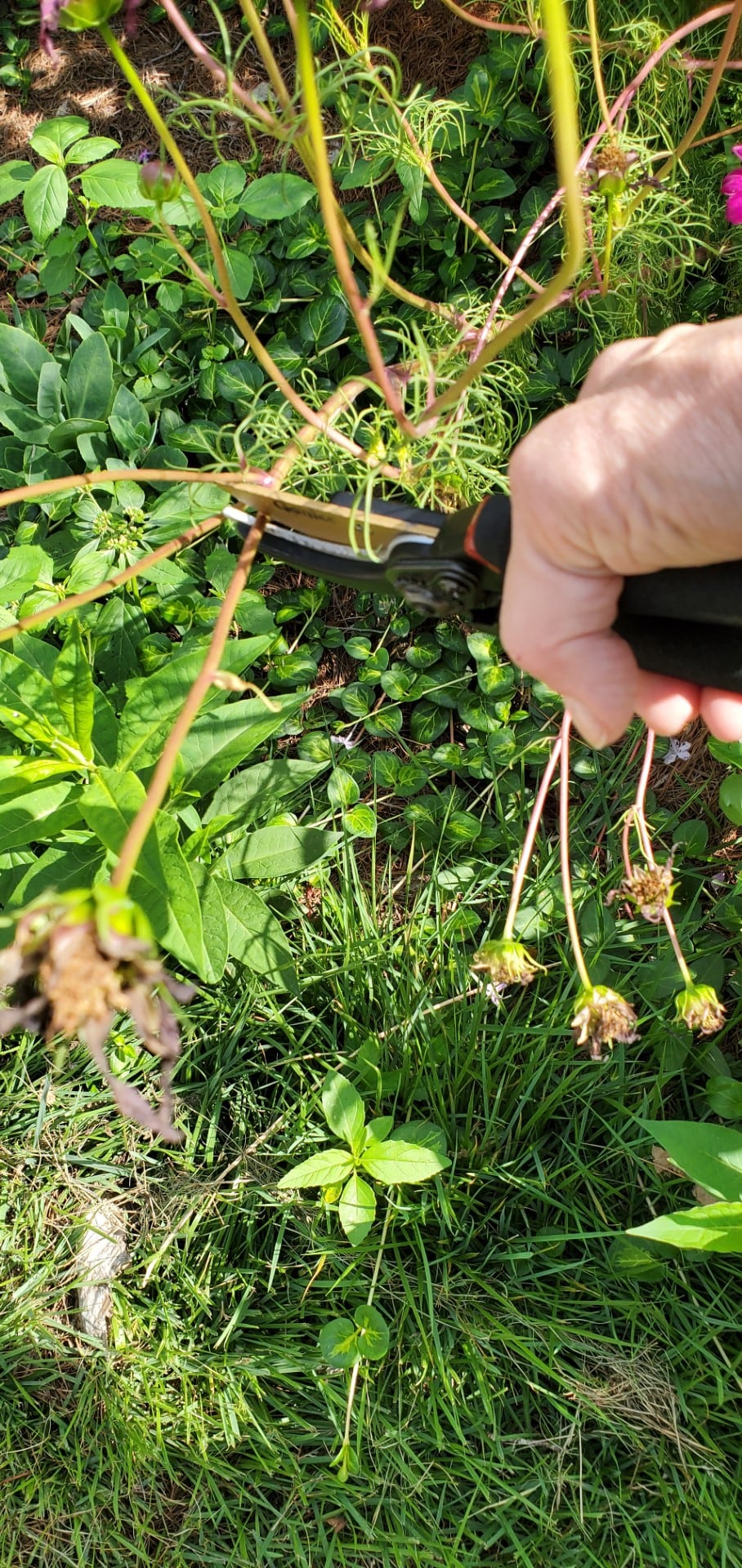 Down the Garden Path: Is deadheading scary or beautiful?