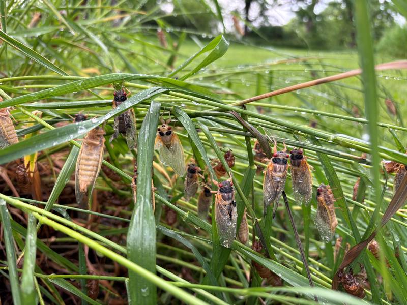 Cicadas emerge May 20, 2024 at Harrison Benwell Conservation Area in Wonder Lake.