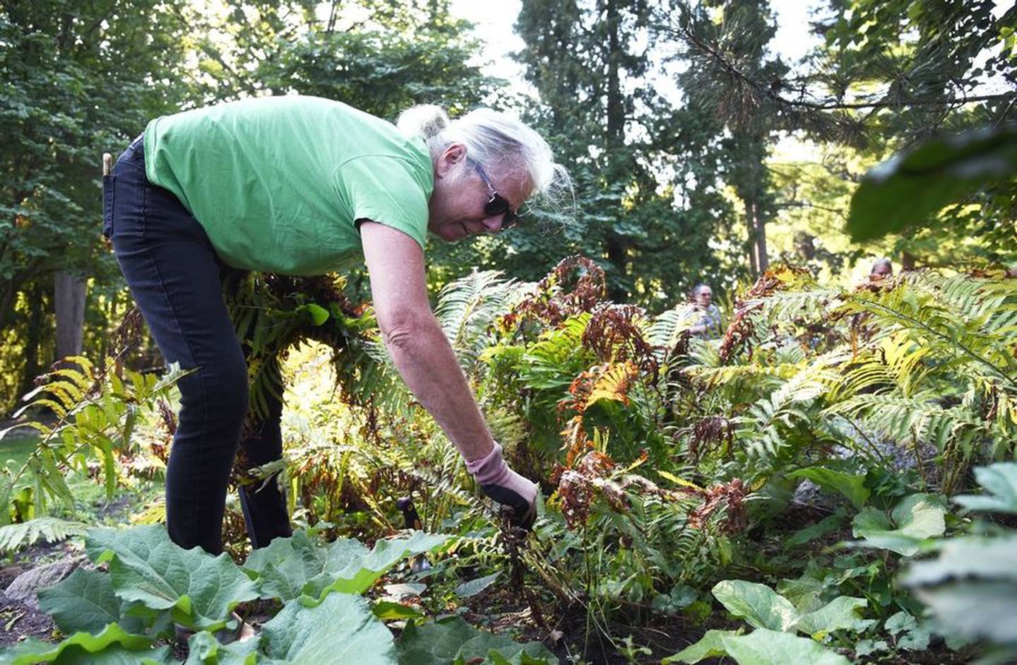 Dottie Robner, a member of the Geneva Garden Club, works on one of the beds in the Japanese Tea Garden at Fabyan Forest Preserve in Geneva.