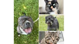 Will County Pets of the Week: June 17, 2024