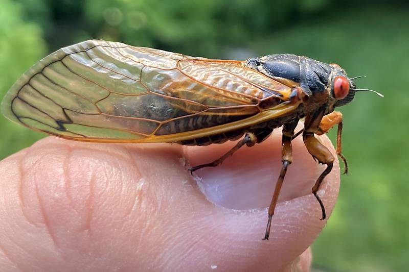 A cicada rest on the photographer’s thumb on Sunday. June 16, 2024.