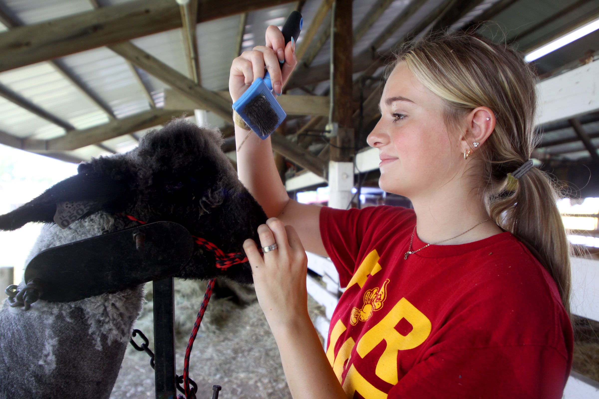 Paige Ehlebracht, 15, of Crystal Lake grooms her sheep named Smoke at the McHenry County Fair in Woodstock on Tuesday, July 30. Ehlebracht is a member of the Community Builders 4H Club.