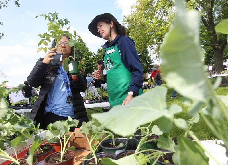 Sabrina Chan, of Buffalo Grove, talks with Jeannette Legge, of Fox Lake, master gardener, about how to grow tomato and broccoli plants Saturday, May 20, 2023, during the Lake County Extension Master Gardener Spring Plant Sale at the University of Illinois Extension in Grayslake.