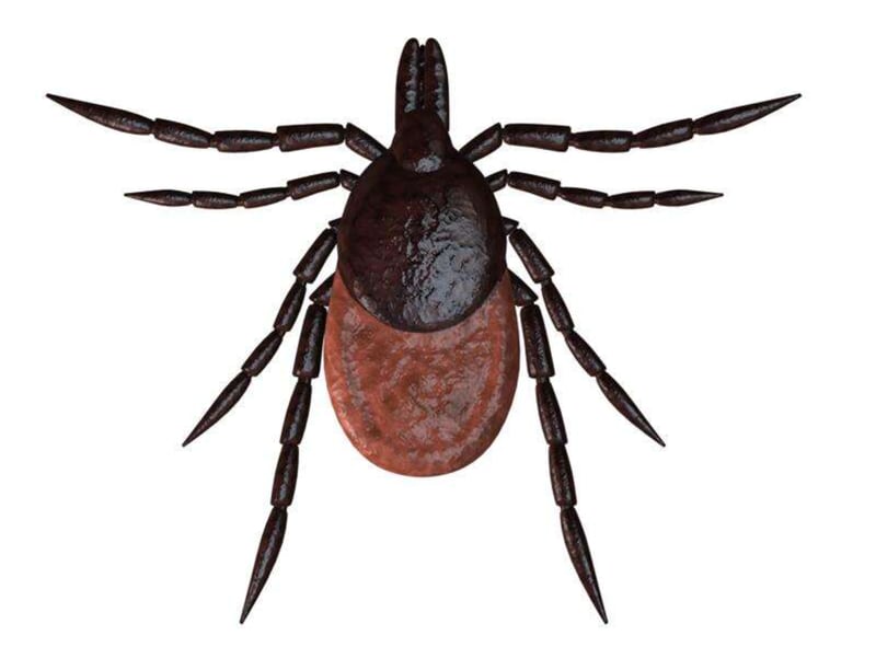 Deer ticks, also known as black legged ticks, are known as vectors for Lyme disease and relapsing fevers.