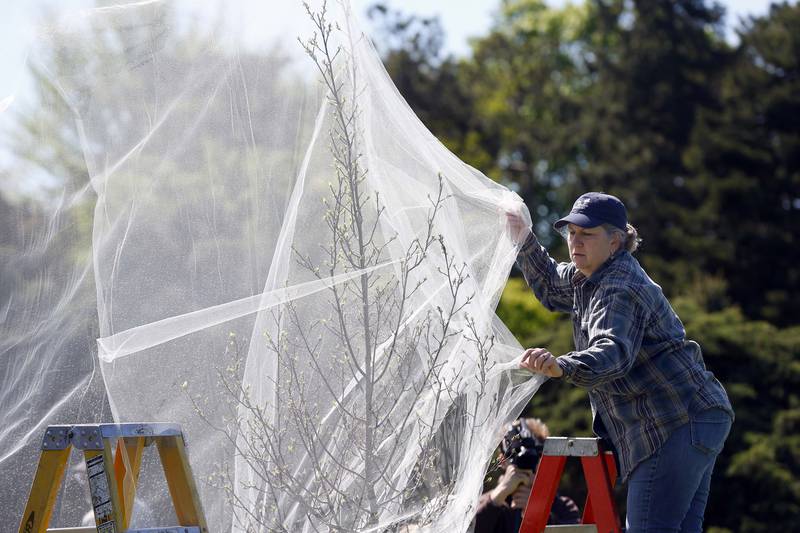 Rachelle Frosch, from the Morton Arboretum provides a step-by-step demonstration Tuesday, April 30, 2024 in Lisle on how people can net their young or unhealthy trees and shrubs before the mass cicada emergence.  The trees will be covered in tulle, which is the same fabric that is used to make ballerina’s tutus. Hundreds of young and vulnerable trees will be covered in fine-mesh netting at The Morton Arboretum over several days to protect them from the imminent cicada emergence.