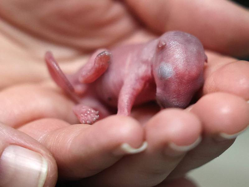 A newborn squirrel receives care Tuesday, June 18, 2024, at Oaken Acres Wildlife Center in Sycamore. Oaken Acres is celebrating its 40th anniversary this year.