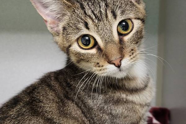 ‘Ghostbuster’ kitten hopes forever family will call him