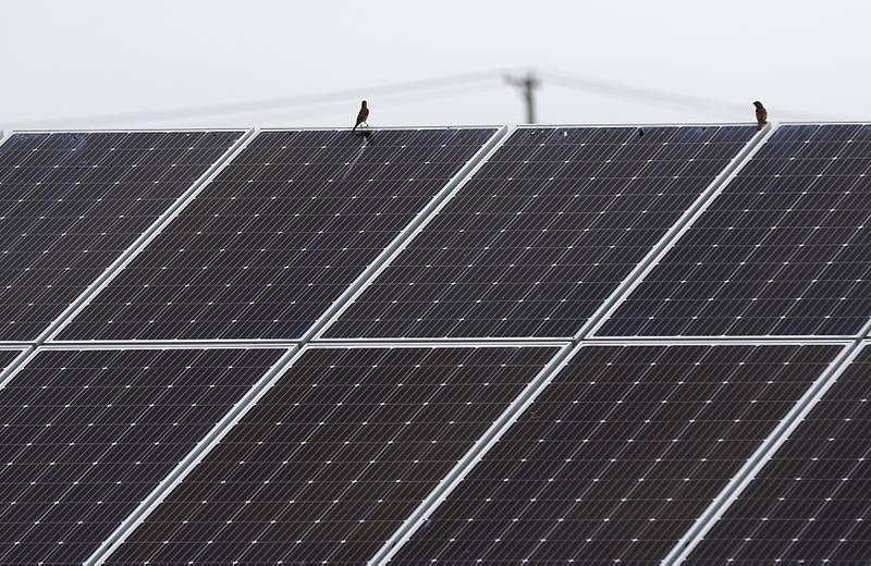 The solar farm at Huntley High School on Friday, June 30, 2023. Multiple solar farms across McHenry County are being presented to the McHenry County Board creating concerns of watershed, farmland and pollinator issues.