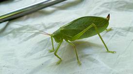 Good Natured in St. Charles: Katydids’ summer serenades inspire folk tale