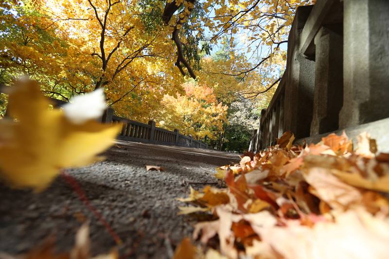 Leaves illuminate through the sunlight at Matthiessen State Park on Wednesday, Oct. 19, 2022 in Oglesby.