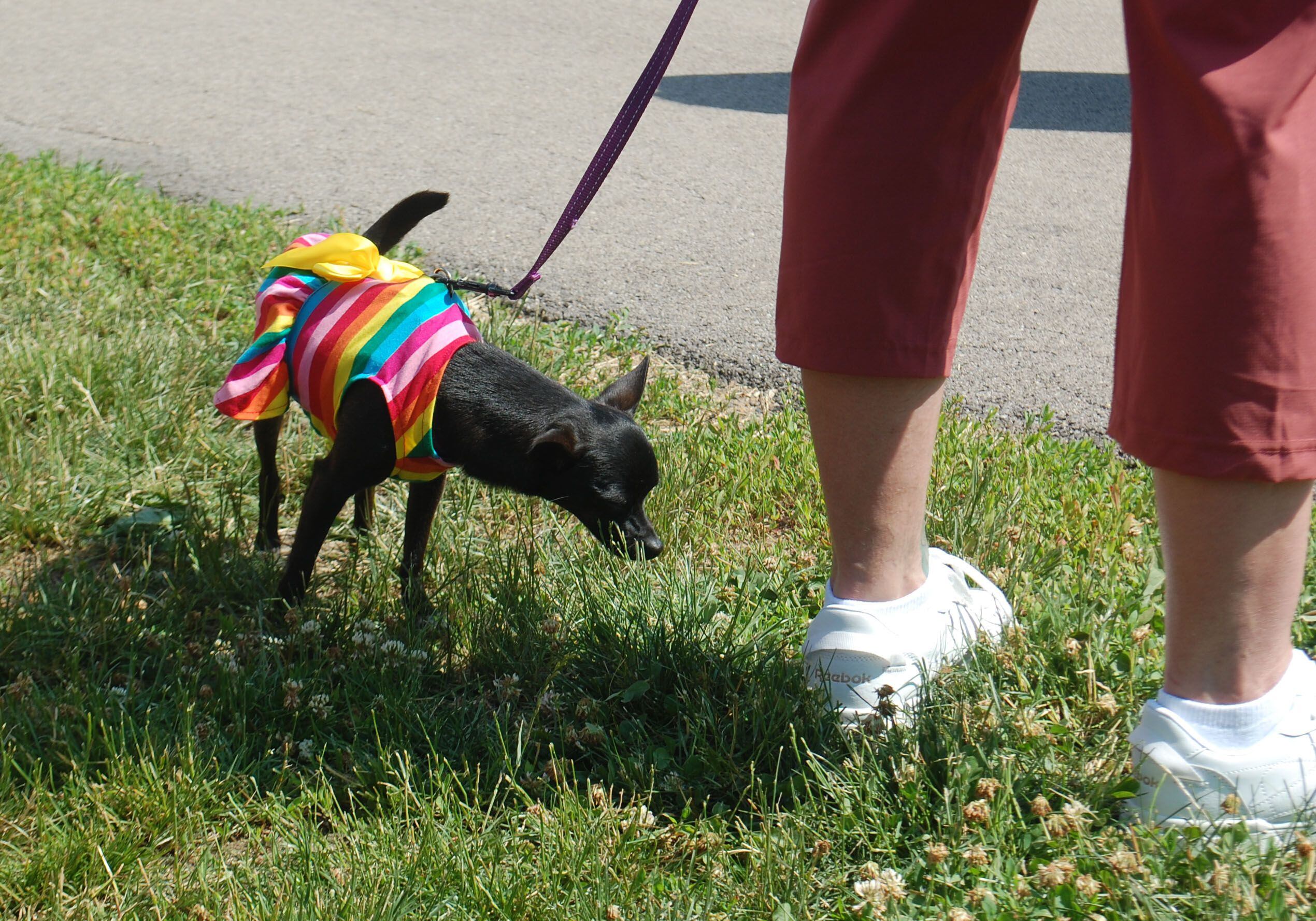 A chihuahua wears rainbow colors as a show of support to the LCBTQ+ community during the second annual Ottawa Family Pride Festival on Saturday, June 10, 2023.