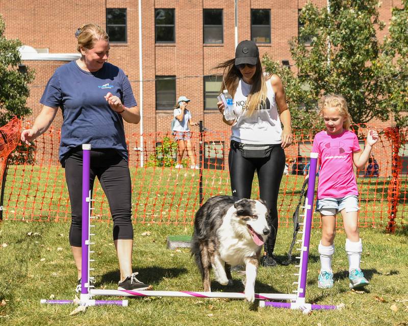 Trainer Jacquee Broderick, left, of Enjoy your Dog helps Bodhi, 3 years old Australian collie mix, go through the agility course with handler Savannah, 6, and friend Diana from Manhattan during Dog Daze event on Saturday Sept. 14, 2024, held at Fishel Park in Downers Grove.