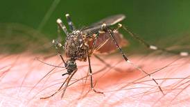 Marseilles mosquitoes test positive for West Nile virus