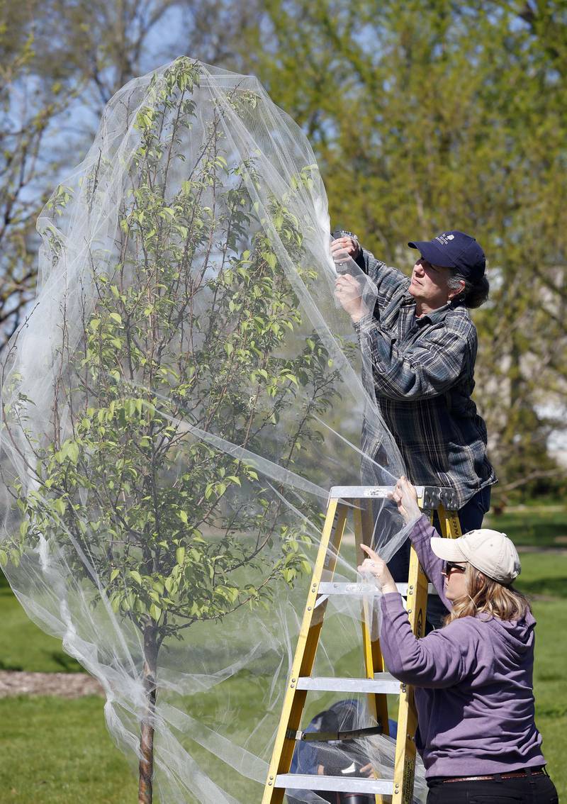 Rachelle Frosch, top and Rachel White from the Morton Arboretum provide a step-by-step demonstration Tuesday, April 30, 2024 in Lisle on how people can net their young or unhealthy trees and shrubs before the mass cicada emergence. The trees will be covered in tulle, which is the same fabric that is used to make ballerinaÕs tutus. Hundreds of young and vulnerable trees will be covered in fine-mesh netting at The Morton Arboretum over several days to protect them from the imminent cicada emergence.