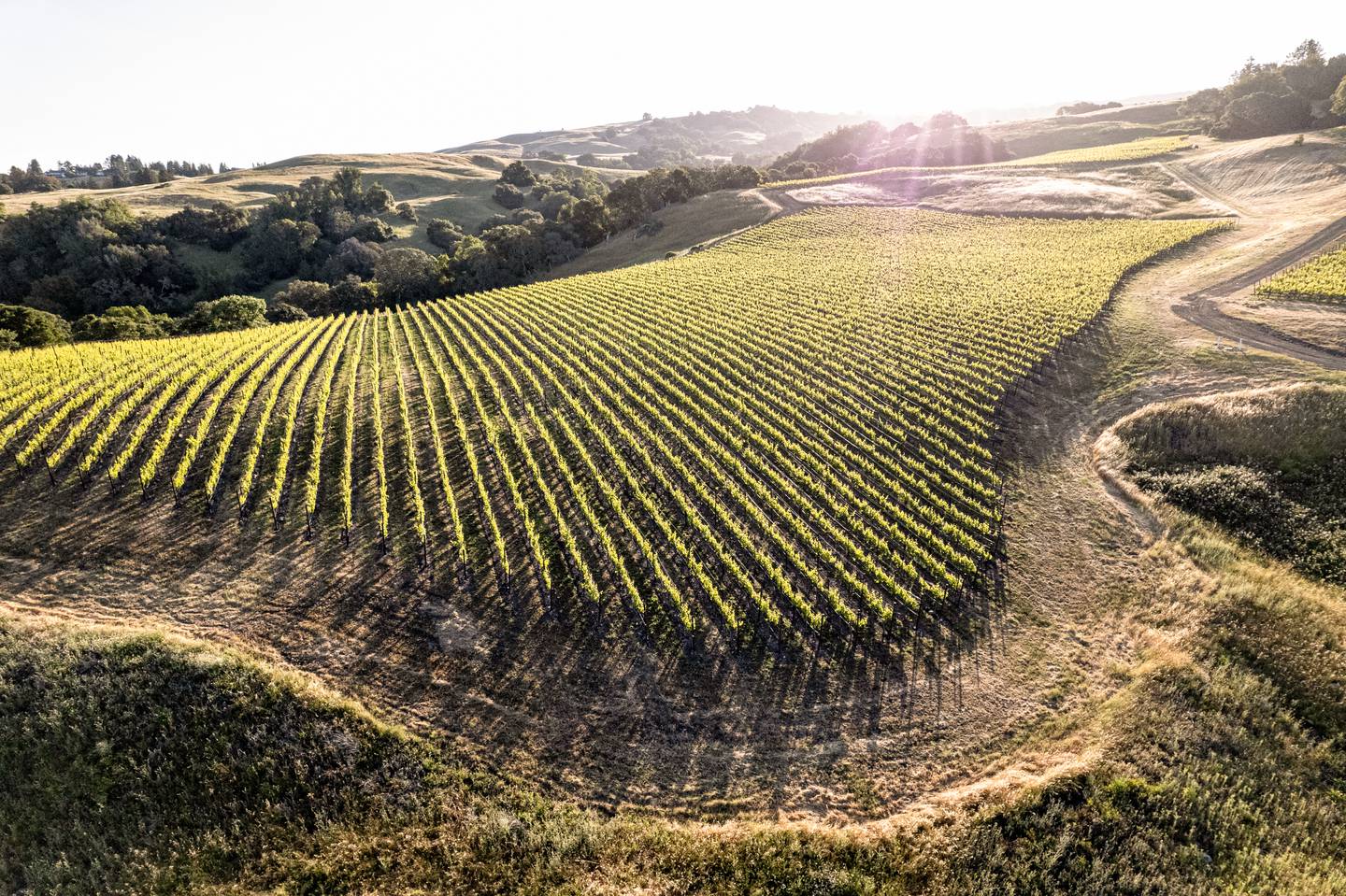 Three Sticks' Gap's Crown Vineyard is in the Petaluma Gap AVA.