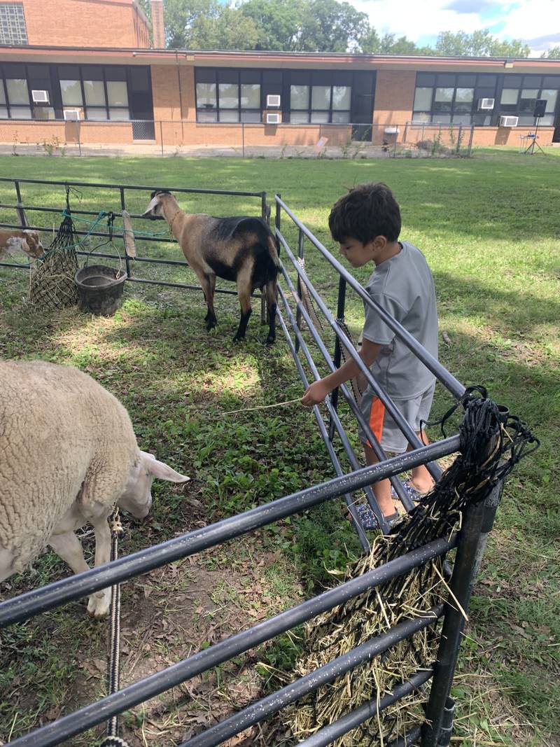 Khalil Osland, 5 of Streator feeds a sheep during Streator's fourth annual Back to School Fair on Saturday, Aug. 10, at the Oakland Park Commons, 701 S. Sterling St.