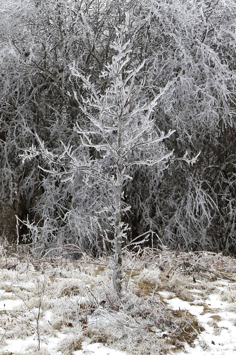 A roadside tree on Route 14 near McHenry County College is encased ice on Thursday, Feb. 23, 2023, as county residents recover from a winter storm that knocked down trees and created power outages throughout McHenry County.