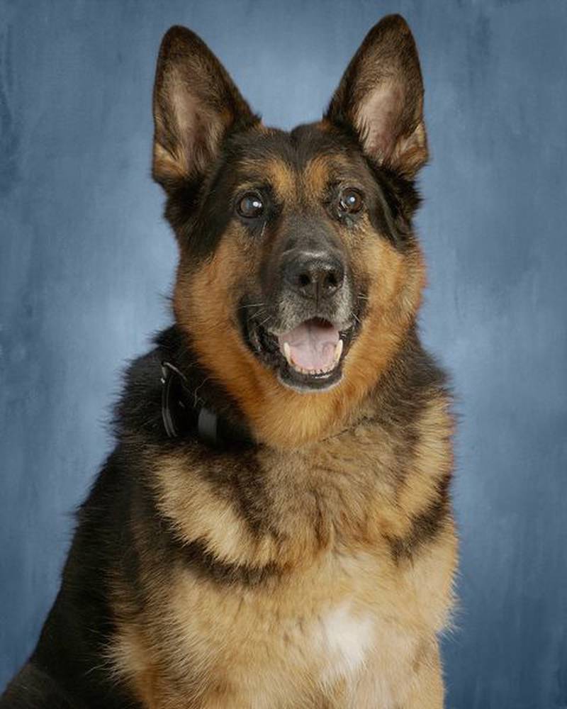 Dixon K-9 Hery's death was announced in October.