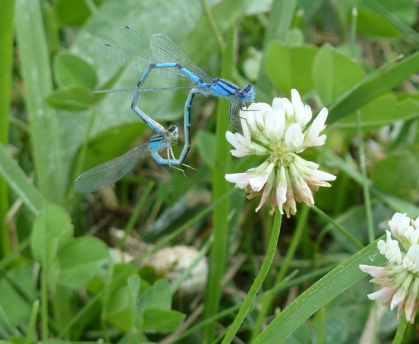 Good Natured in St. Charles: Dragonflies and damselflies take circle of life literally