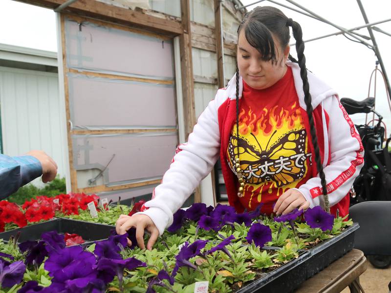 DeKalb School District 428 Transition Program student Angel Cochran removes dead flower heads from plants Thursday, May 9, 2024, as part of the classes work for the day at Walnut Grove Vocational Farm in Kirkland. The Transition Program is dedicated to serving students with intellectual and developmental disabilities ages 18 to 22.