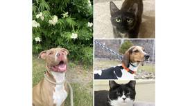 Will County Pets of the Week: July 1, 2024