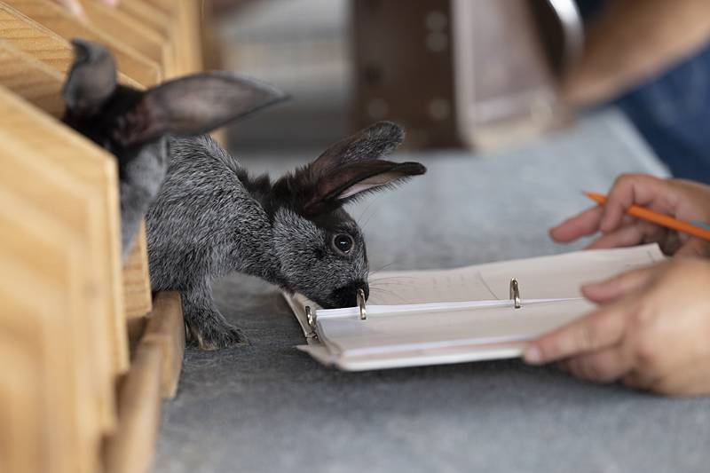 Levi Kedzie’s rabbit sneaks out to check its score Thursday, July 25, 2024 at the Lee County 4H Fair.