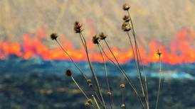 Learn about the history of Warnecke Woods in Princeton, how to manage upland habitat