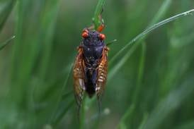 Illinois horticulture educators find surprising ways to use cicadas in favorite foods
