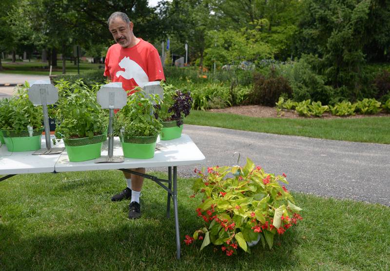 Vincent Mata of Romeoville looks over some of the herbs for sale during the Elmhurst Garden Walk Faire at Wilder Park Sunday July 9, 2023.