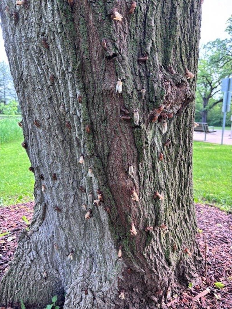 Cicadas emerge May 20, 2024 at Harrison Benwell Conservation Area in Wonder Lake.