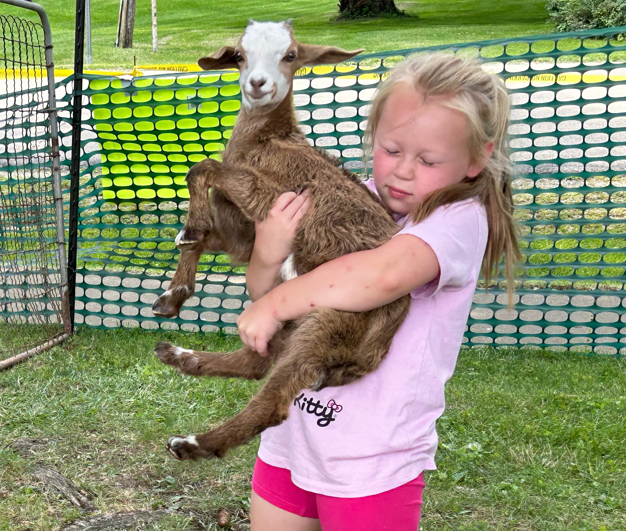 Aubree Colasuono, 6, of Rockford, picks up a little goat at Kriss' Funny Farm & Wedding Barn's petting zoo during German Valley Days on Saturday, July 20, 2024.