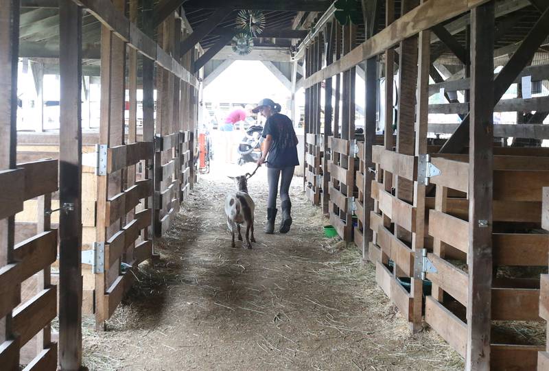 Torrey Temple of Ottawa, walks her goat through the goat barn during the La Salle County 4-H Fair on Thursday, July 11, 2024 in Ottawa.