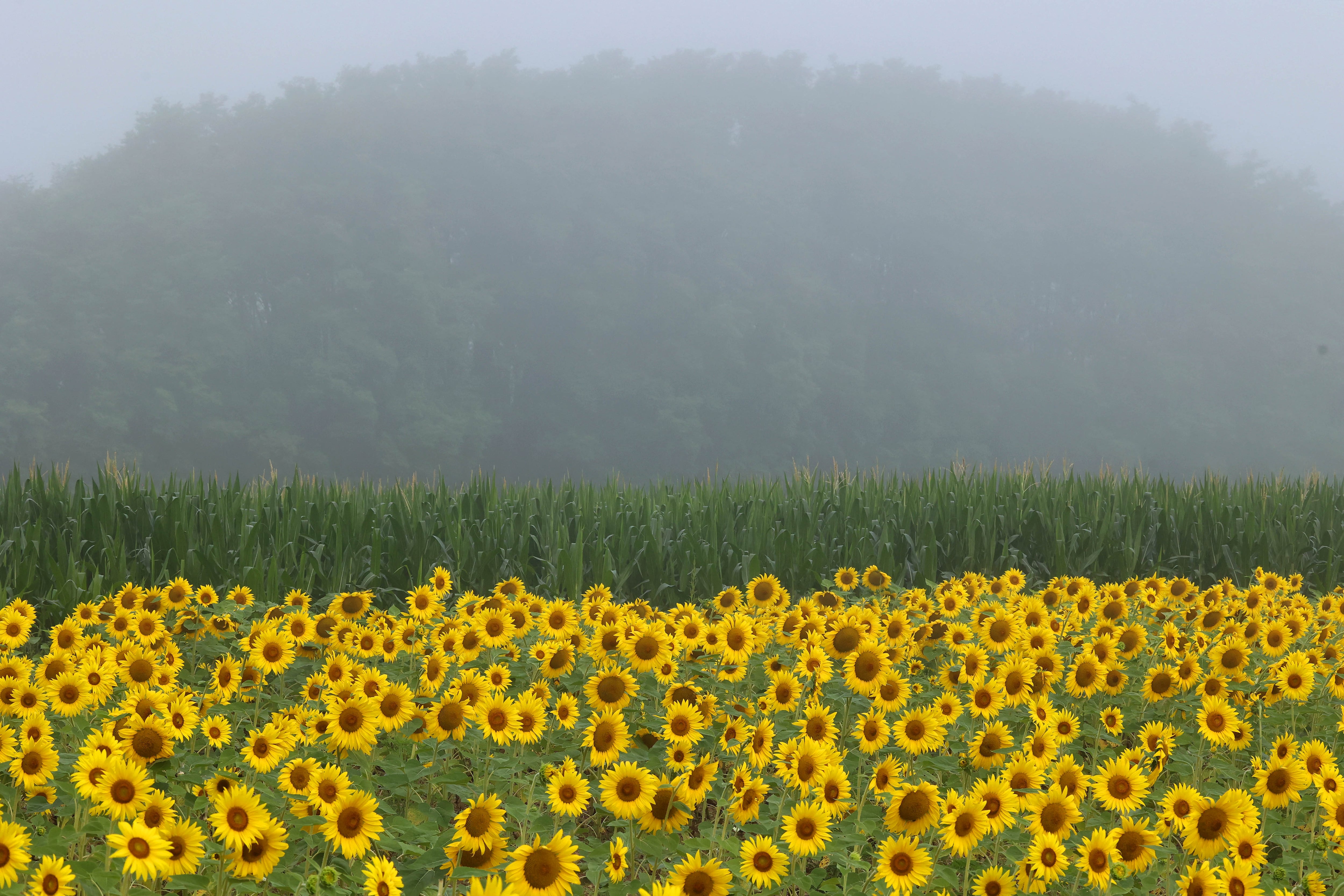 Photos: Sunflowers at Shabbona Lake State Recreation Area in full bloom