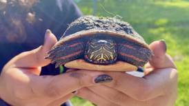 Kane County residents raise money to protect their neighborhood turtles