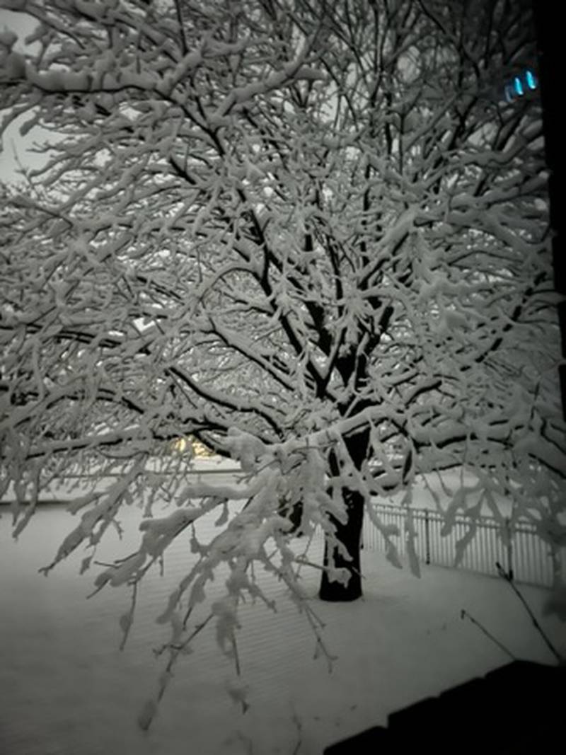 Snow fall in the Sauk Valley after a snow storm hit on January 9, 2024