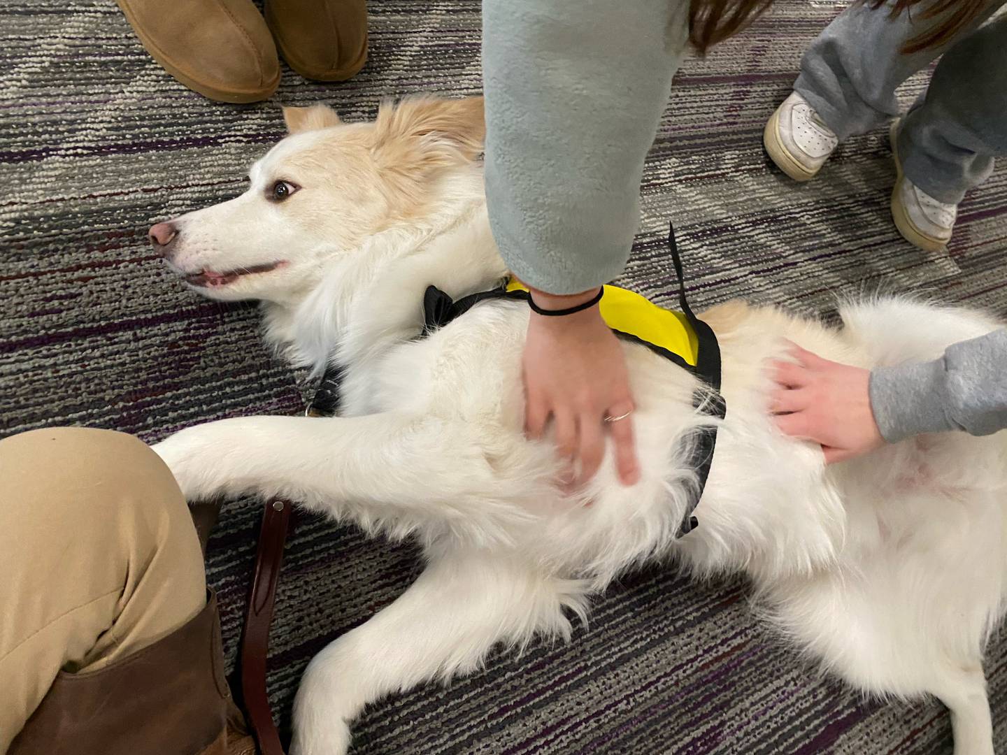Benny was one of three therapy dogs at Richmond-Burton High School on Monday, Jan. 8, 2024. The therapy dogs accept pets and scratches from students looking for solace following the death of a classmate last week..