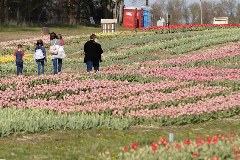 Tulip Festival to begin Sunday at Richardson Farm Shaw Local