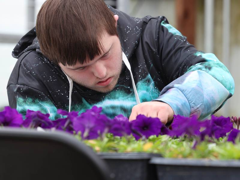 DeKalb School District 428 Transition Program student David Scott removes dead flower heads from plants Thursday, May 9, 2024, as part of the classes work for the day at Walnut Grove Vocational Farm in Kirkland. The Transition Program is dedicated to serving students with intellectual and developmental disabilities ages 18 to 22.